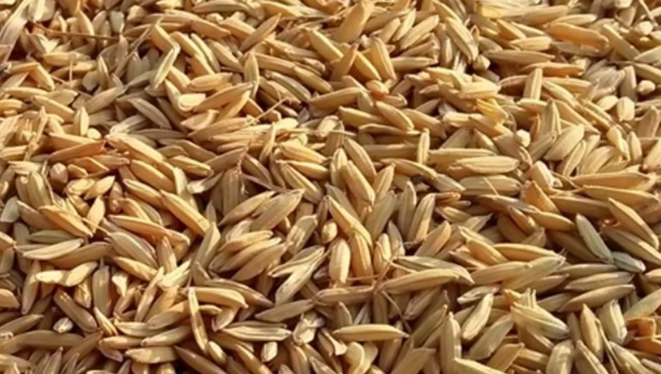 ¿Para qué sirve la cáscara de arroz?