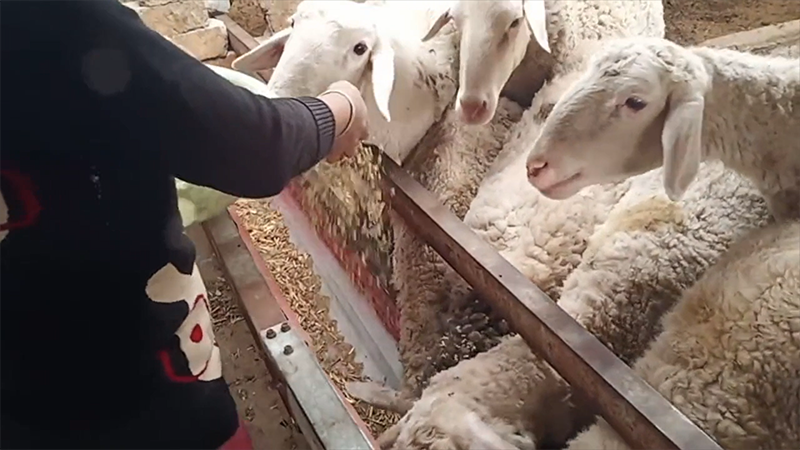 Máquina de Pellets para Alimento de Aves de Corral de 2 a 3 TPH a Arabia Saudita