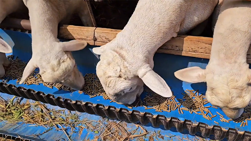 Línea de Producción de Pellets de Alimento para Aves de Corral de 2 a 3 TPH en los Emiratos Árabes Unidos