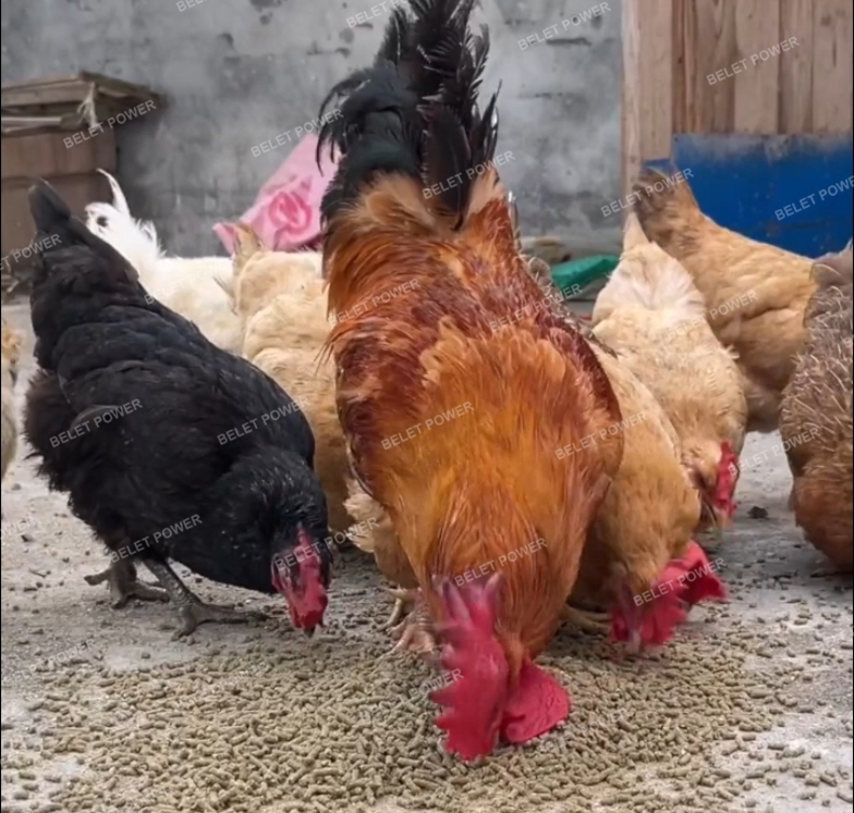 Planta de Pellets de Alimento para Aves de Corral de 1 a 2 TPH en Filipinas