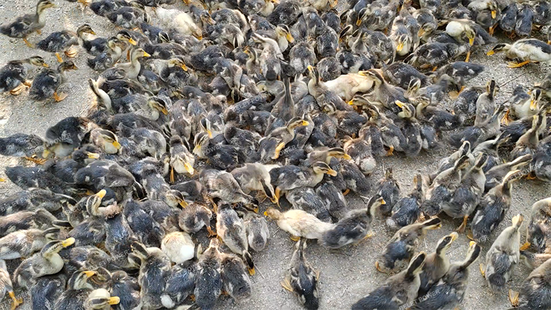 Línea de Producción de Pellets para Alimento de Aves de Corral Pequeñas de 1 TPH a Malasia